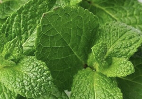 Dehydrated Mint Leaves